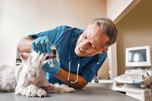 Best Same-Day Emergency Dentist in Medford, MA